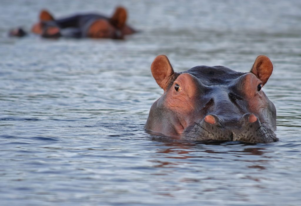 animals-hippopotamus-hippos-46540